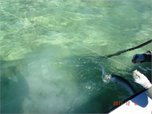 Bonefish at Boat Side